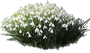 Common Snowdrop